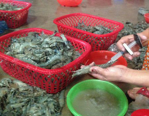 Tôm bị tiêm hóa chất. (Ảnh: vietnaamnet)